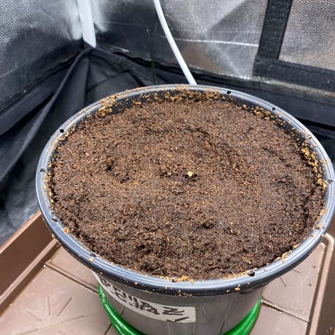 Gorilla Zkittlez Auto #1 growlog timeline photo