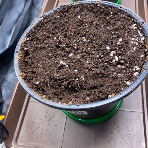 Gorilla Glue Auto #1 growlog timeline photo