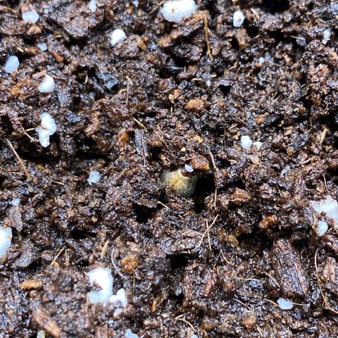 Gorilla Glue Auto #1 growlog timeline photo