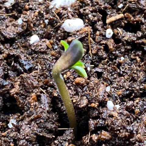 Gorilla Glue Auto #1 growlog timeline photo