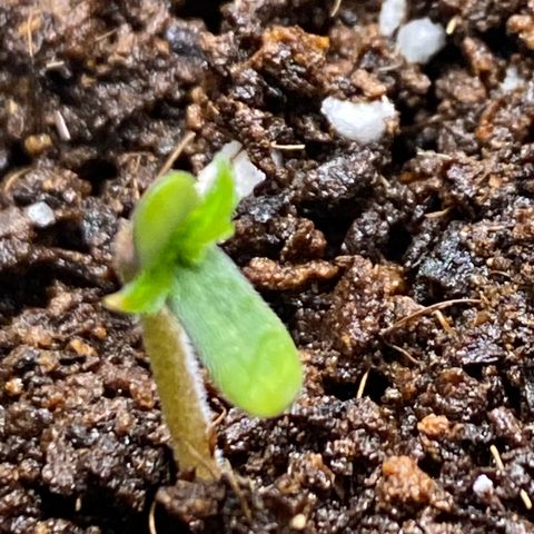 Gorilla Glue Auto #1 growlog timeline photo