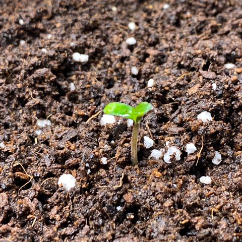 Gorilla Glue Auto #2 growlog timeline photo