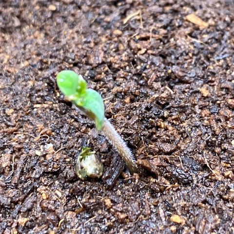 Gorilla Zkittlez Auto #1 growlog timeline photo