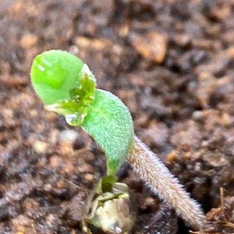 Gorilla Zkittlez Auto #1 growlog timeline photo