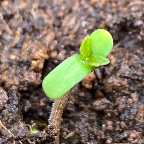 Gorilla Zkittlez Auto #2 growlog timeline photo