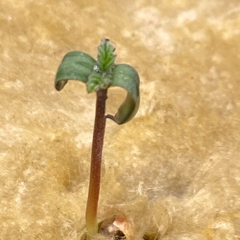 Mimosa Evo #2 growlog timeline photo