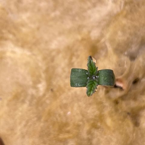 Mimosa Evo #2 growlog timeline photo