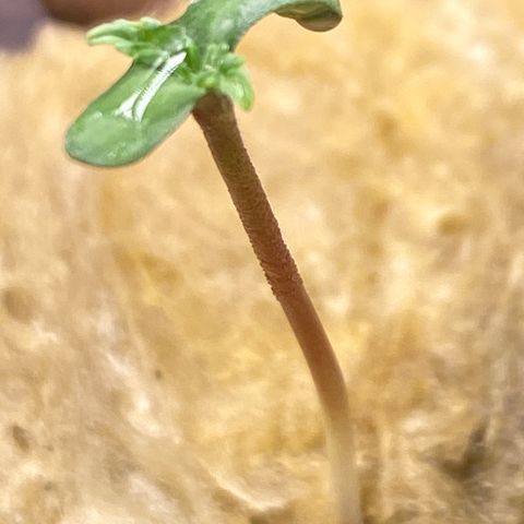 Medical Grape CBD #2 growlog timeline photo