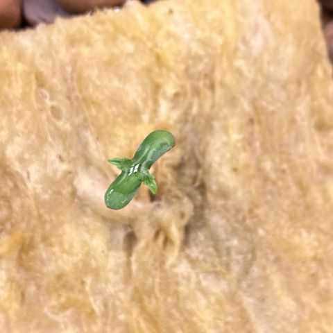 Medical Grape CBD #2 growlog timeline photo