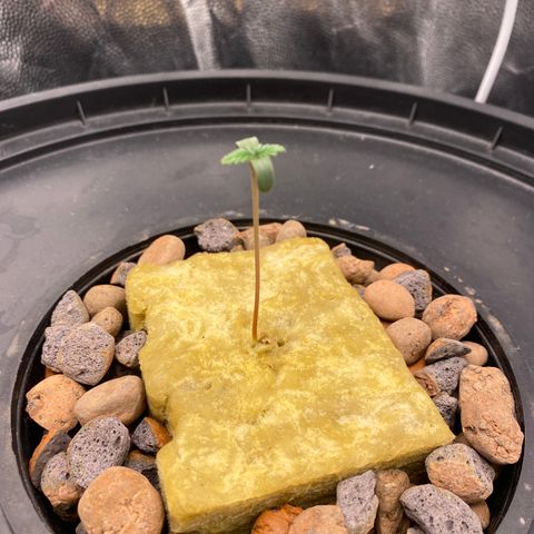 Mimosa Evo #2 growlog photo: Estilonamento , luz estava no mínimo 20%, mudança para 40%
