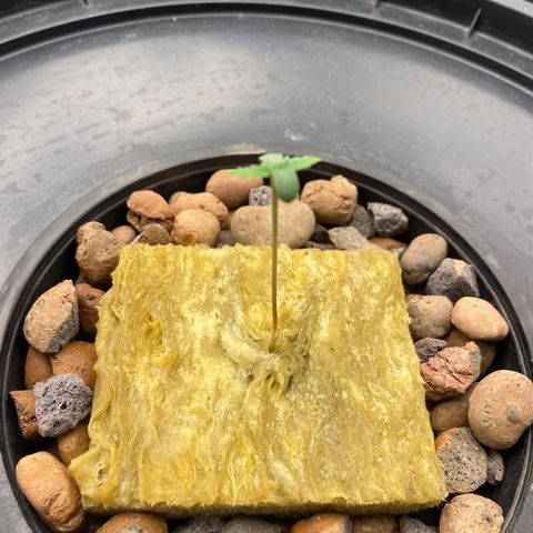 Medical Grape CBD #2 growlog photo: Estilonamento , luz estava no mínimo 20%, mudança para 40%