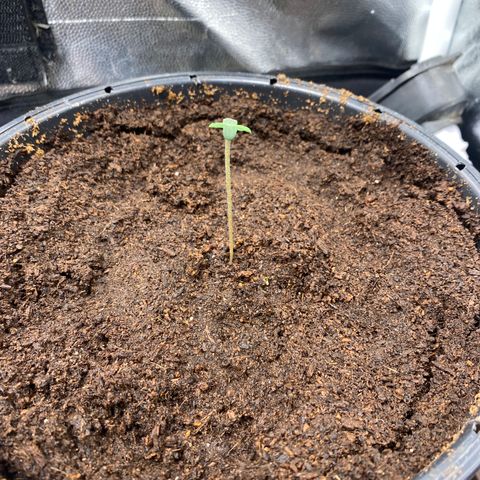 Gorilla Zkittlez Auto #2 growlog photo: Estilonamento , luz estava no mínimo 20%, mudança para 50%