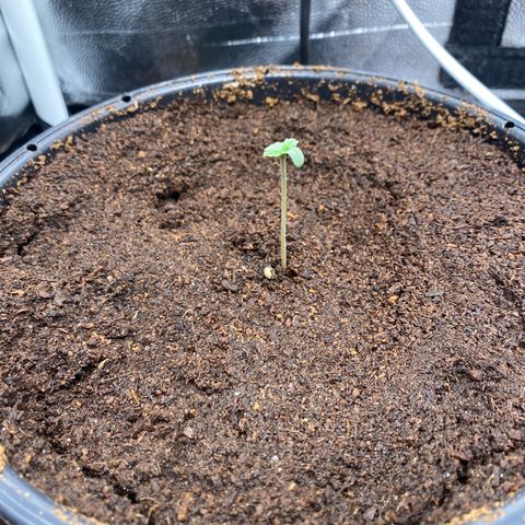 Gorilla Zkittlez Auto #1 growlog photo: Estilonamento , luz estava no mínimo 20%, mudança para 50%