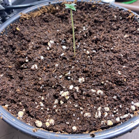 Gorilla Glue Auto #2 growlog photo: Estilonamento , luz estava no mínimo 20%, mudança para 50%