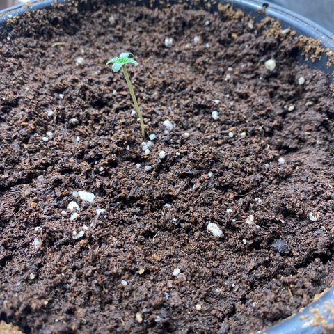 Gorilla Glue Auto #1 growlog photo: Estilonamento , luz estava no mínimo 20%, mudança para 50%