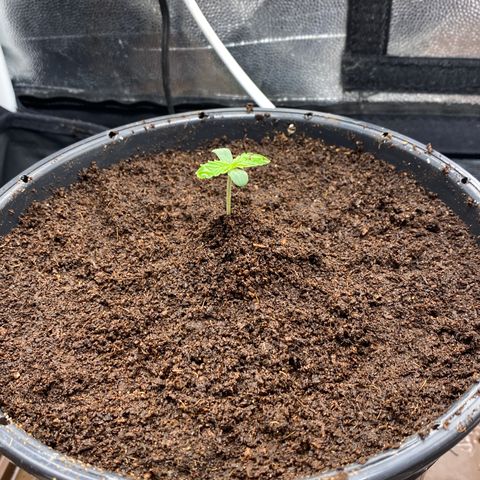 Gorilla Zkittlez Auto #1 growlog timeline photo