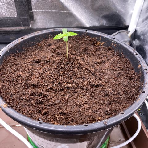 Gorilla Zkittlez Auto #2 growlog timeline photo