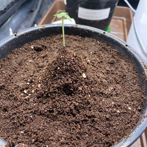 Gorilla Glue Auto #1 growlog timeline photo