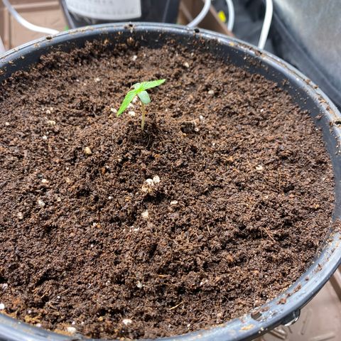 Gorilla Glue Auto #2 growlog timeline photo
