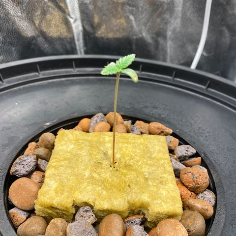 Mimosa Evo #2 growlog timeline photo