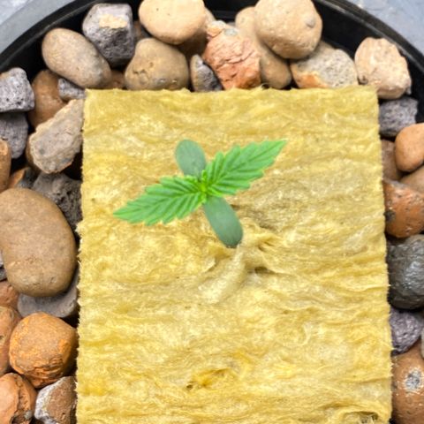 Medical Grape CBD #2 growlog timeline photo