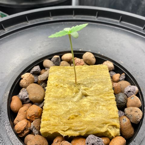 Medical Grape CBD #2 growlog timeline photo