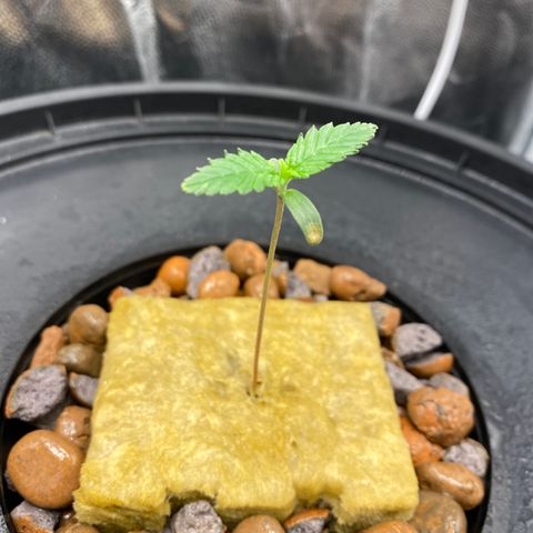 Mimosa Evo #2 growlog timeline photo