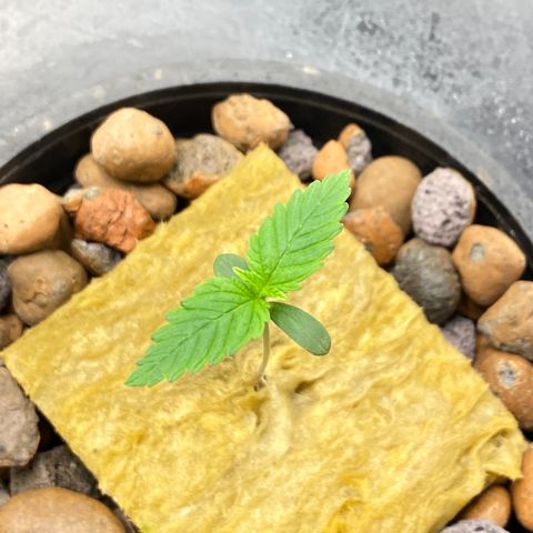 Medical Grape CBD #2 growlog timeline photo