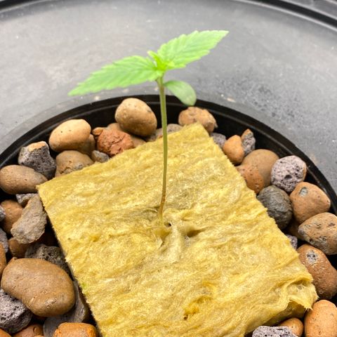 Medical Grape CBD #2 growlog timeline photo
