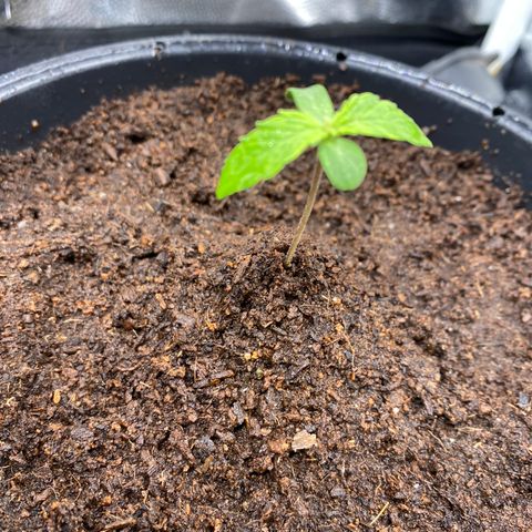 Gorilla Zkittlez Auto #2 growlog timeline photo