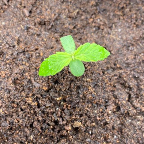 Gorilla Zkittlez Auto #2 growlog timeline photo