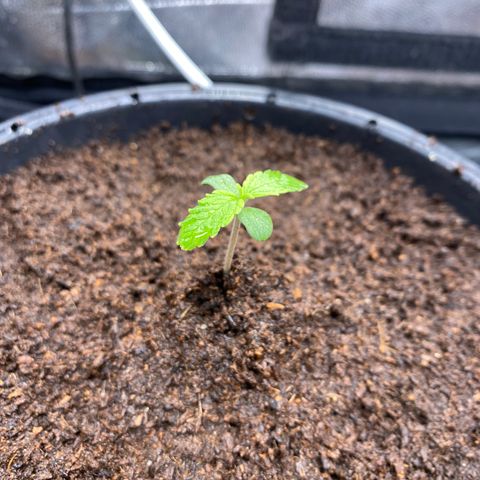 Gorilla Zkittlez Auto #1 growlog timeline photo