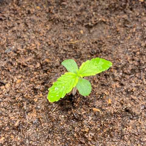 Gorilla Zkittlez Auto #1 growlog timeline photo