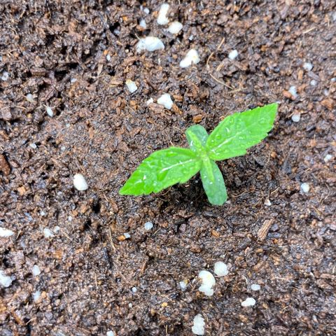 Gorilla Glue Auto #2 growlog timeline photo