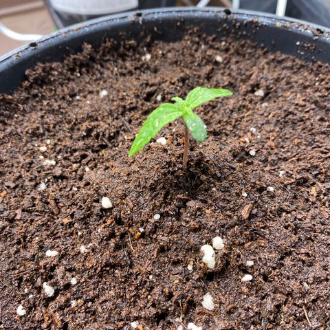 Gorilla Glue Auto #2 growlog timeline photo
