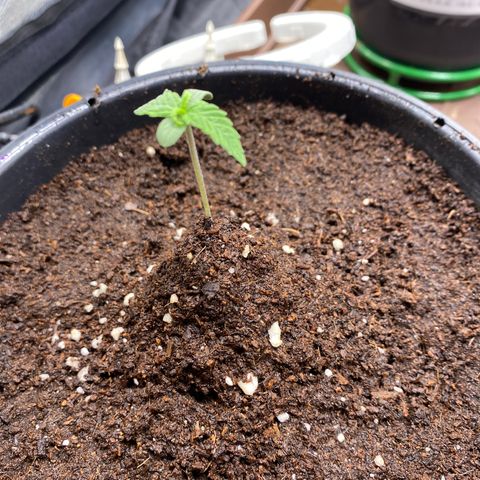 Gorilla Glue Auto #1 growlog timeline photo