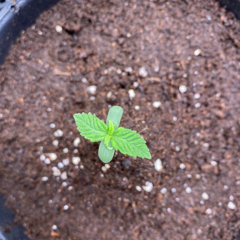 Gorilla Glue Auto #1 growlog timeline photo