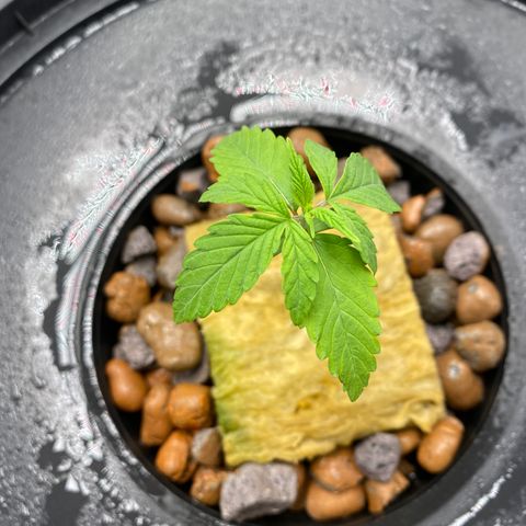Medical Grape CBD #2 growlog timeline photo