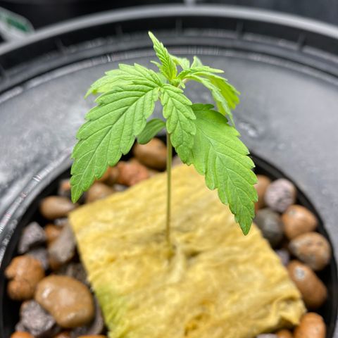 Medical Grape CBD #2 growlog timeline photo