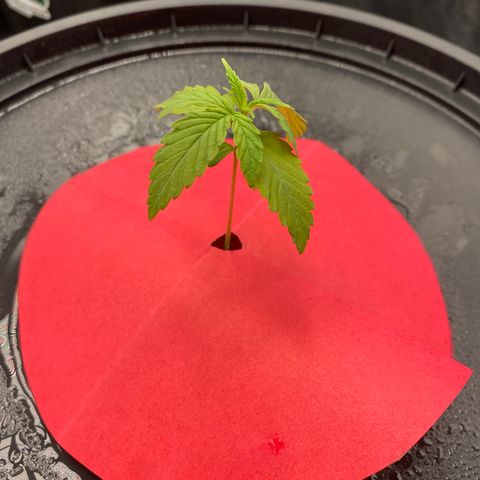 Medical Grape CBD #2 growlog timeline photo