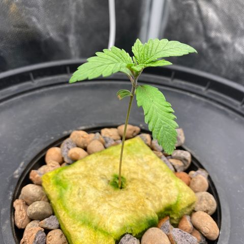 Mimosa Evo #2 growlog timeline photo