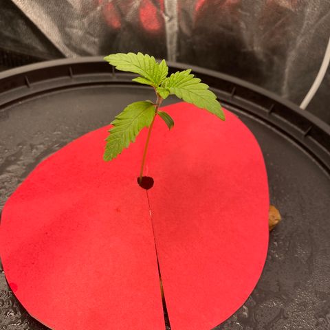 Mimosa Evo #2 growlog timeline photo