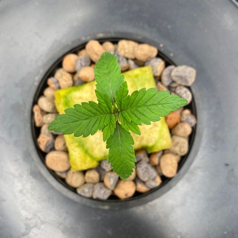 Mimosa Evo #2 growlog timeline photo