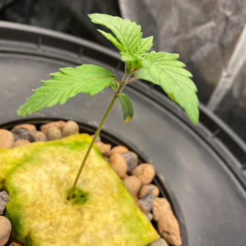 Mimosa Evo #2 growlog timeline photo