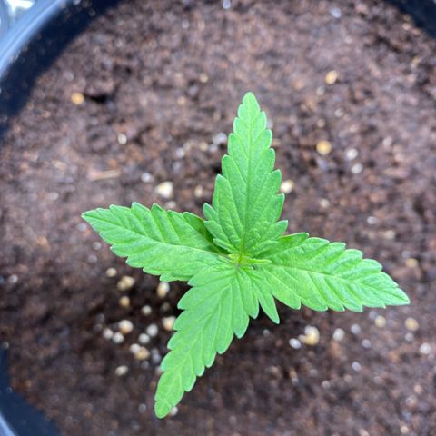 Gorilla Glue Auto #1 growlog timeline photo