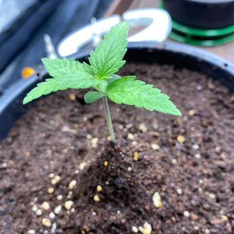 Gorilla Glue Auto #1 growlog timeline photo
