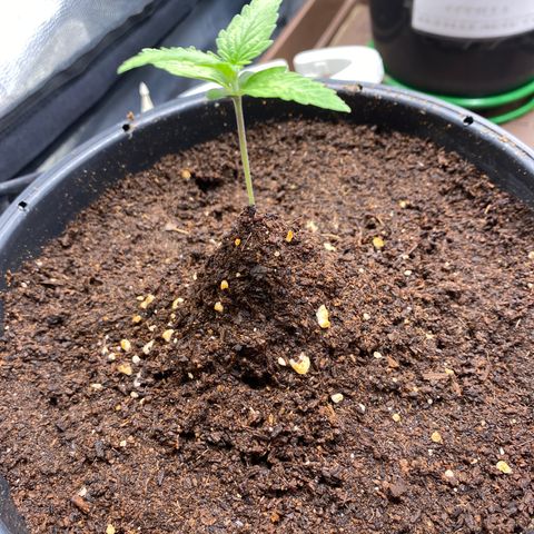 Gorilla Glue Auto #1 growlog timeline photo