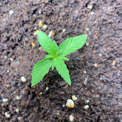 Gorilla Glue Auto #2 growlog timeline photo