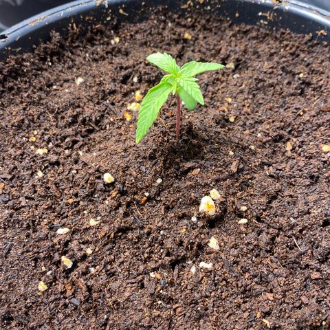 Gorilla Glue Auto #2 growlog timeline photo