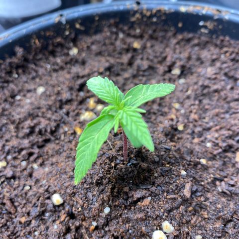 Gorilla Glue Auto #2 growlog timeline photo